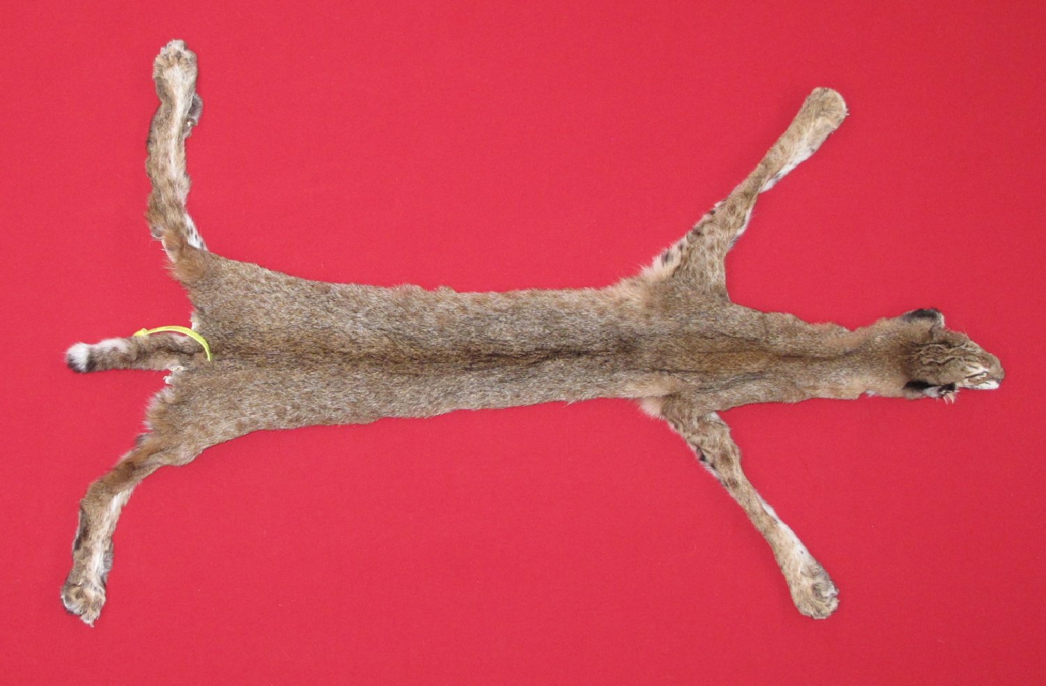 Thumbnail of this picture