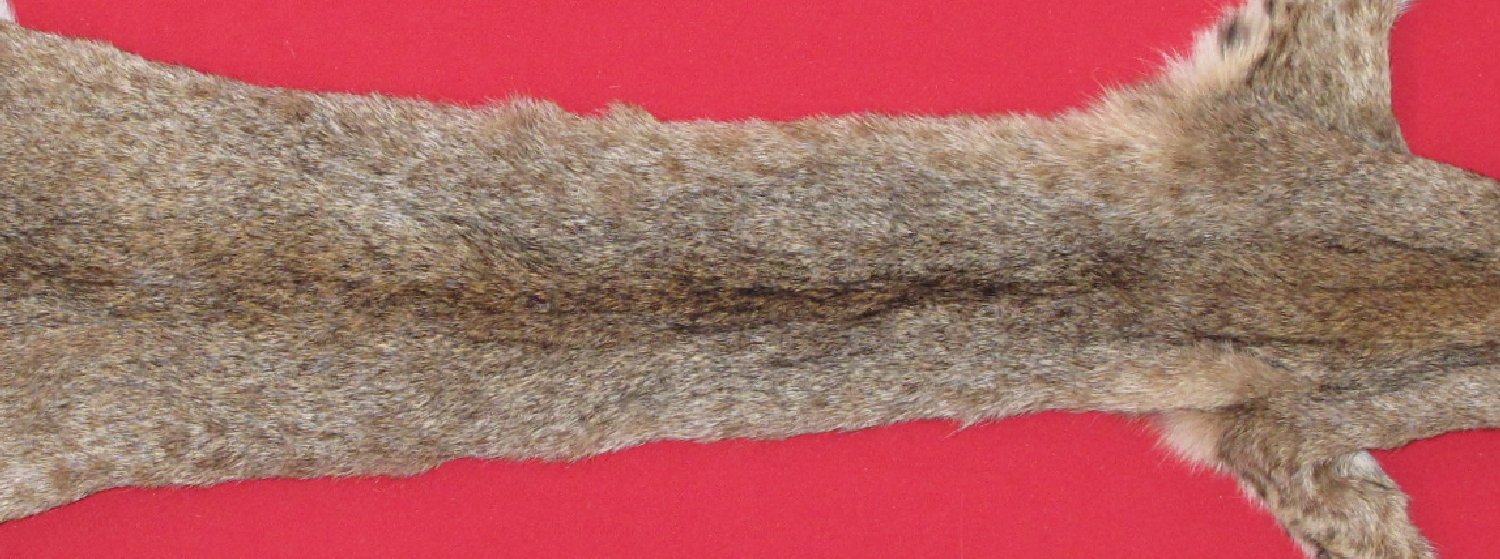 Thumbnail of this picture