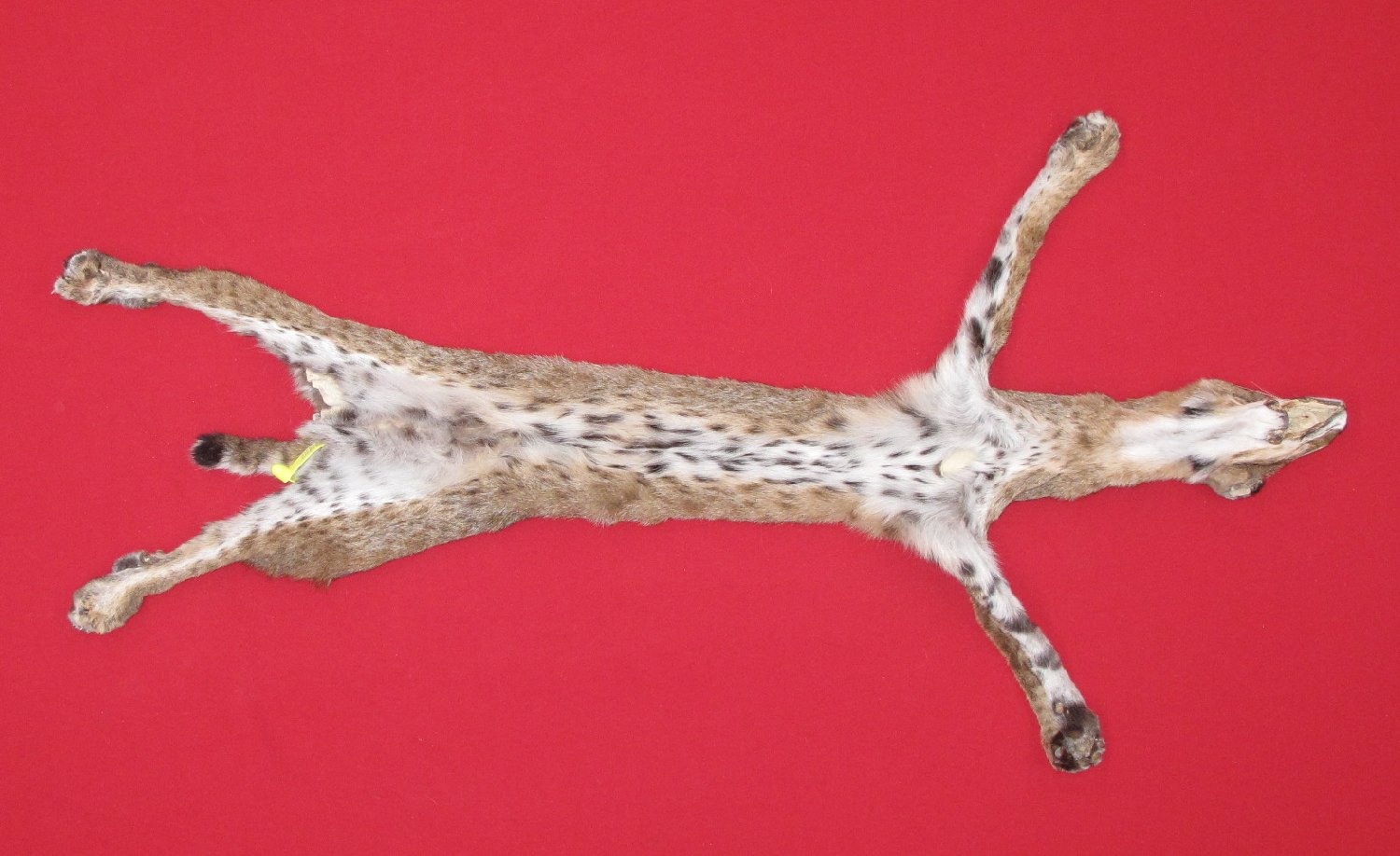 Thumbnail of this picture