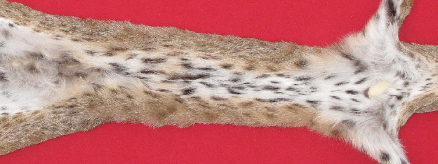 Thumbnail of this picture