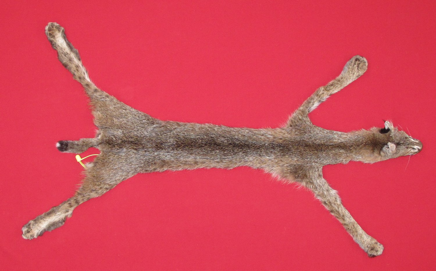 Thumbnail of this picture