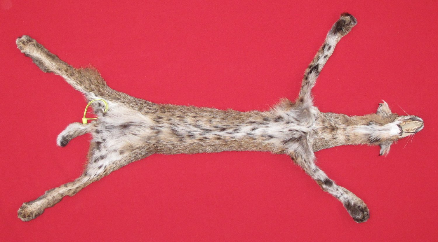 Thumbnail of this picture