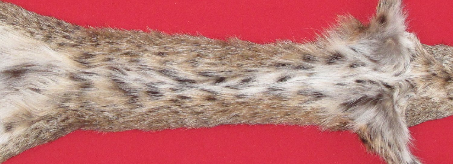 Thumbnail of this picture