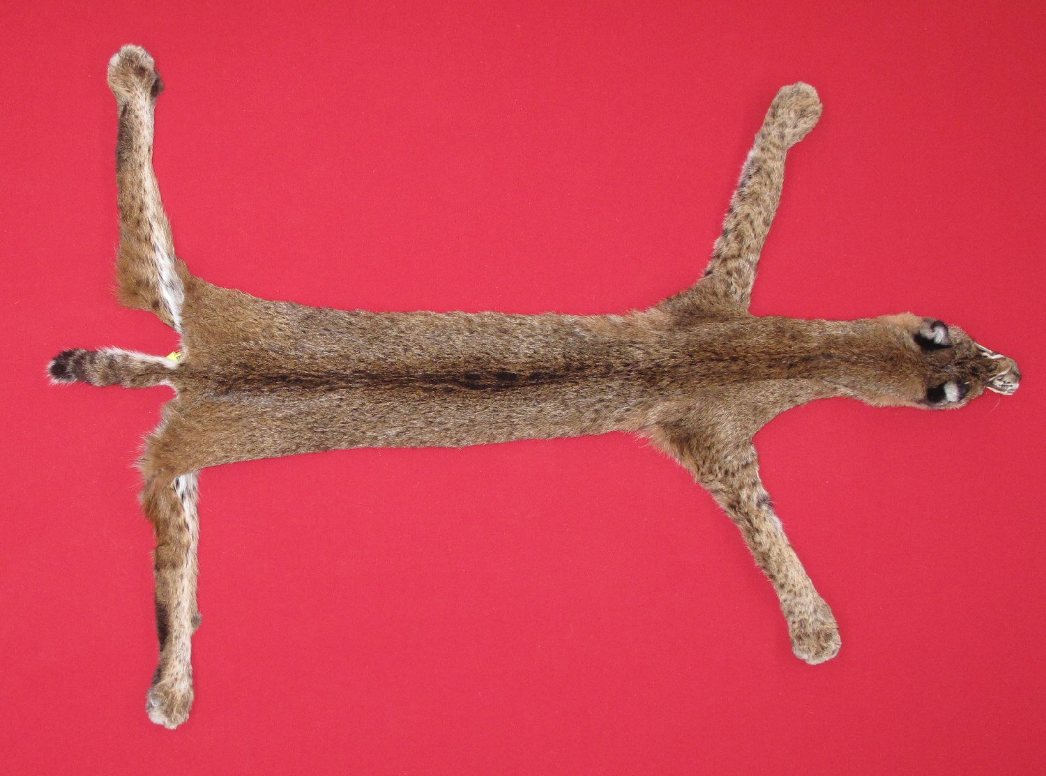 Thumbnail of this picture