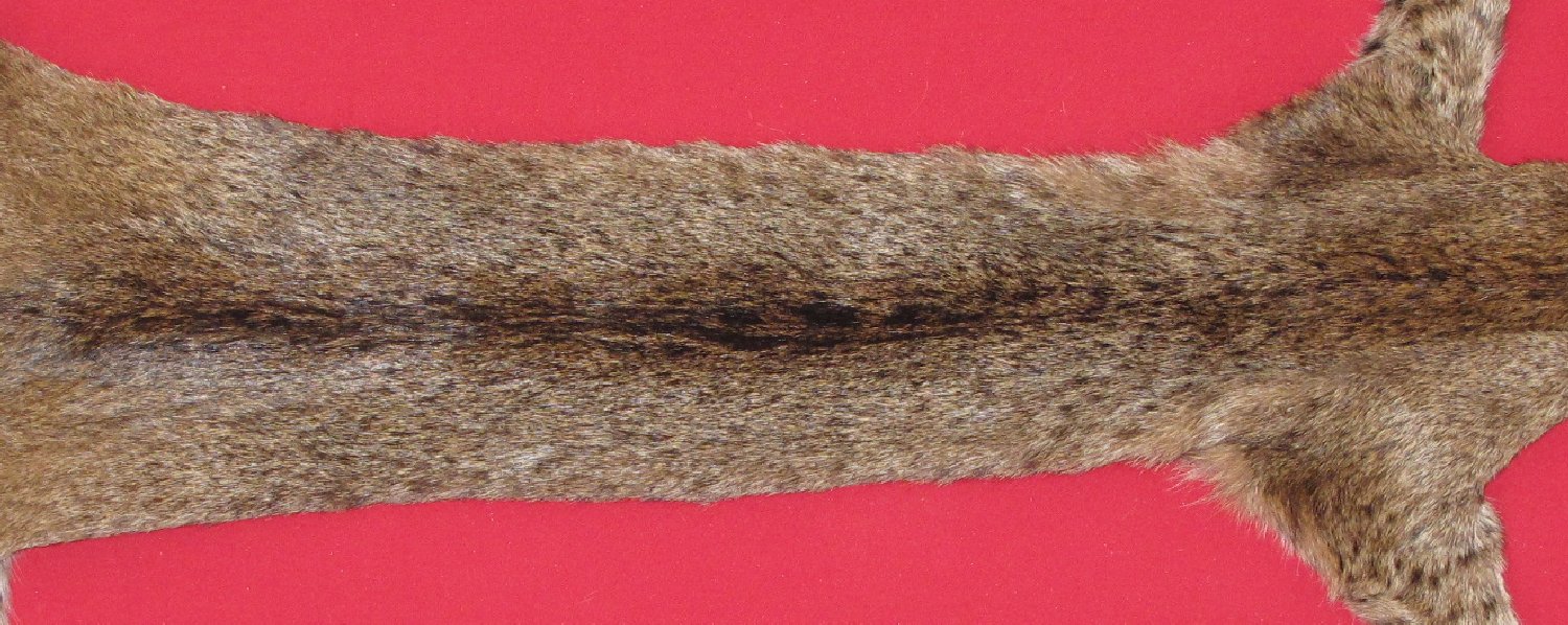 Thumbnail of this picture