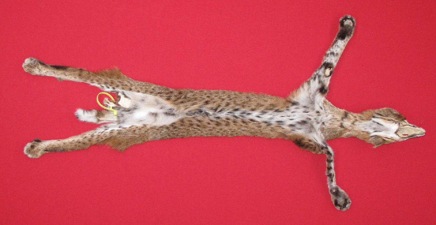 Thumbnail of this picture