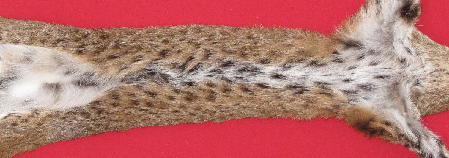 Thumbnail of this picture