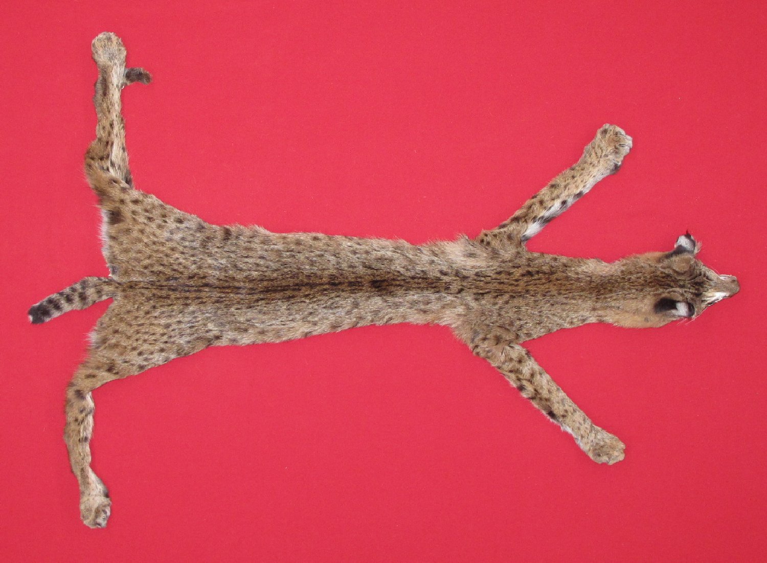 Thumbnail of this picture