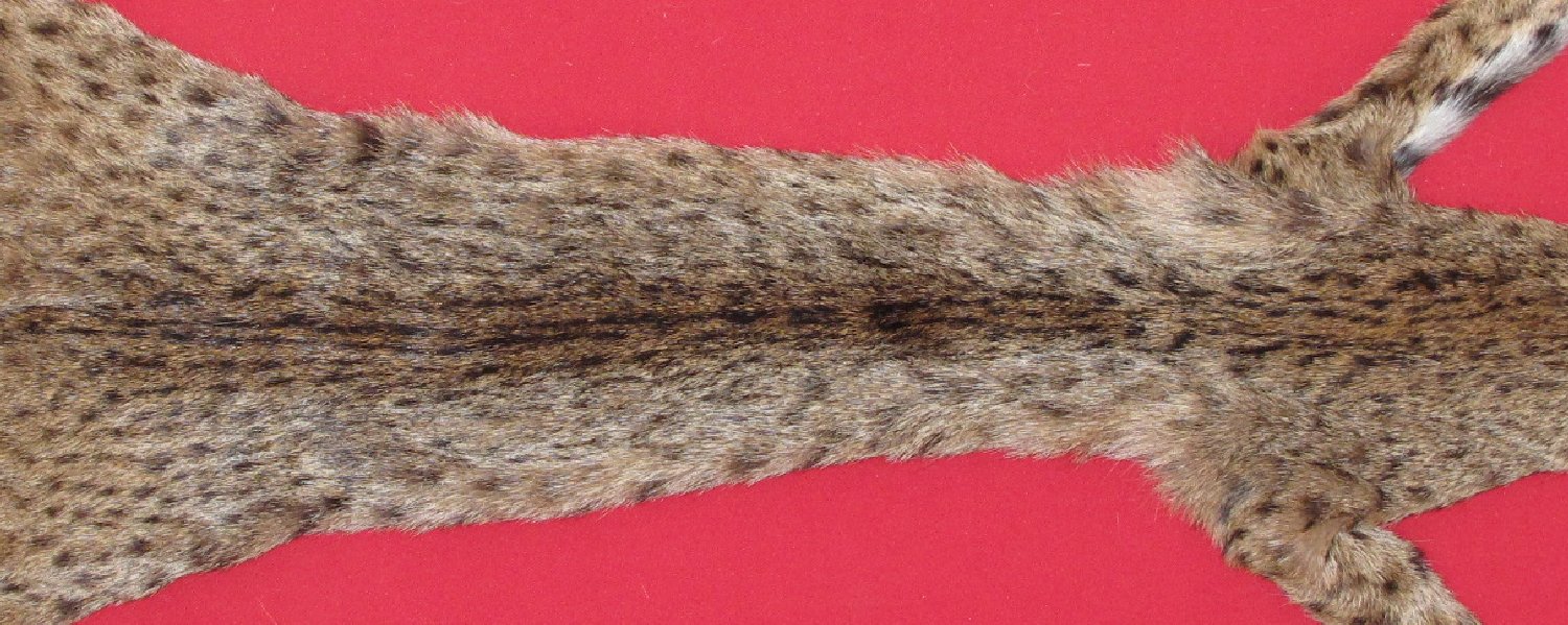 Thumbnail of this picture