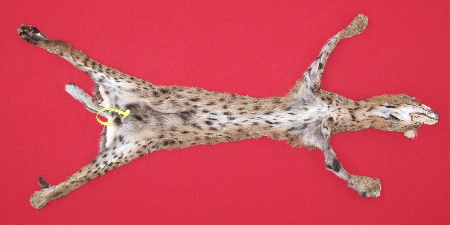 Thumbnail of this picture