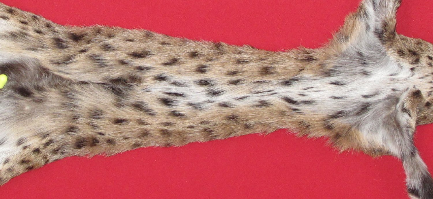 Thumbnail of this picture