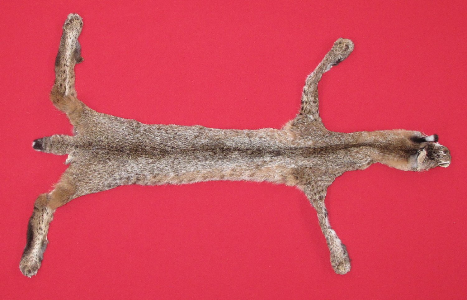 Thumbnail of this picture