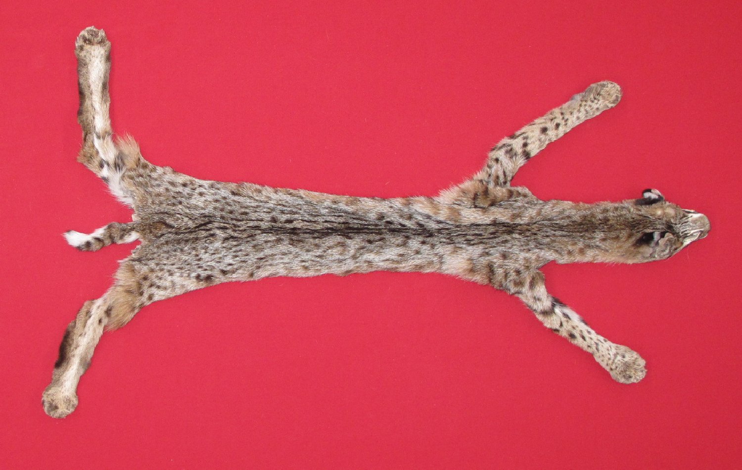 Thumbnail of this picture