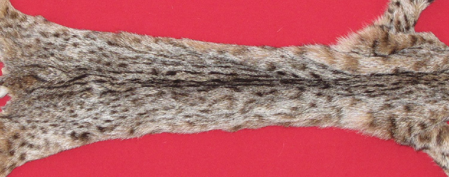 Thumbnail of this picture