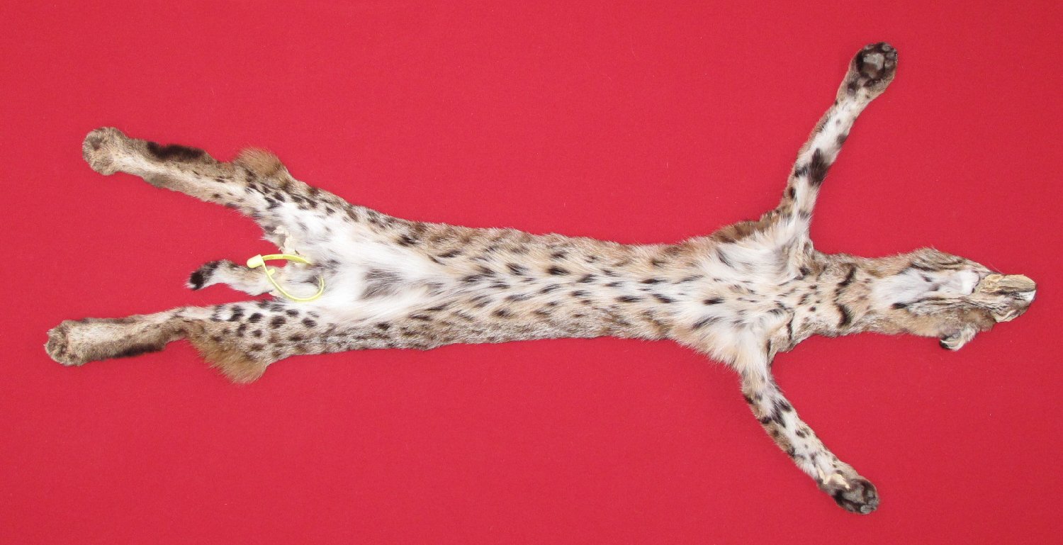 Thumbnail of this picture