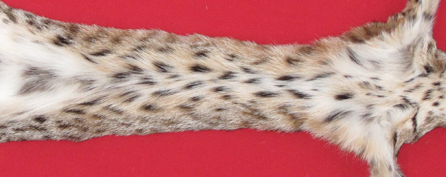 Thumbnail of this picture