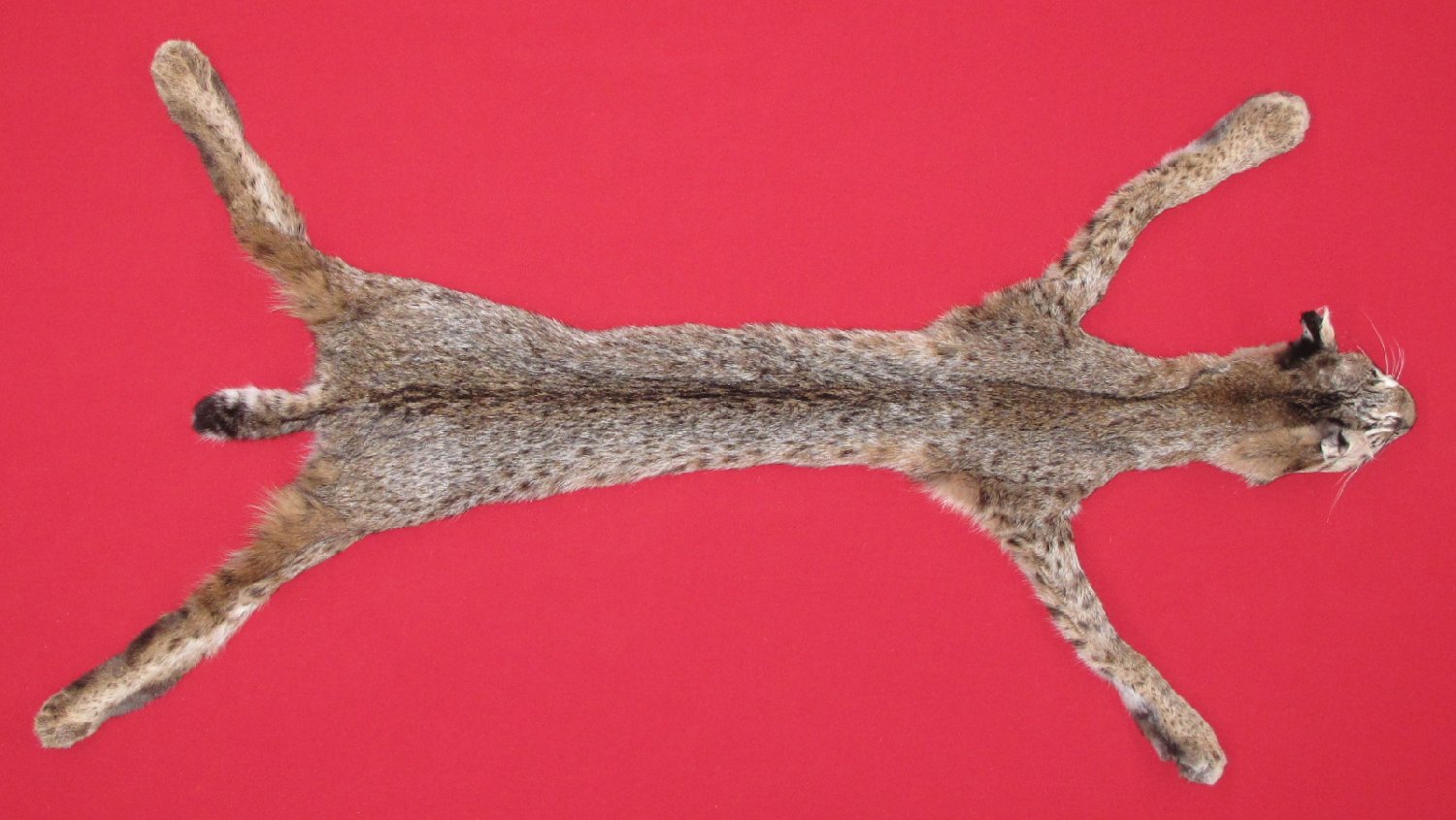 Thumbnail of this picture