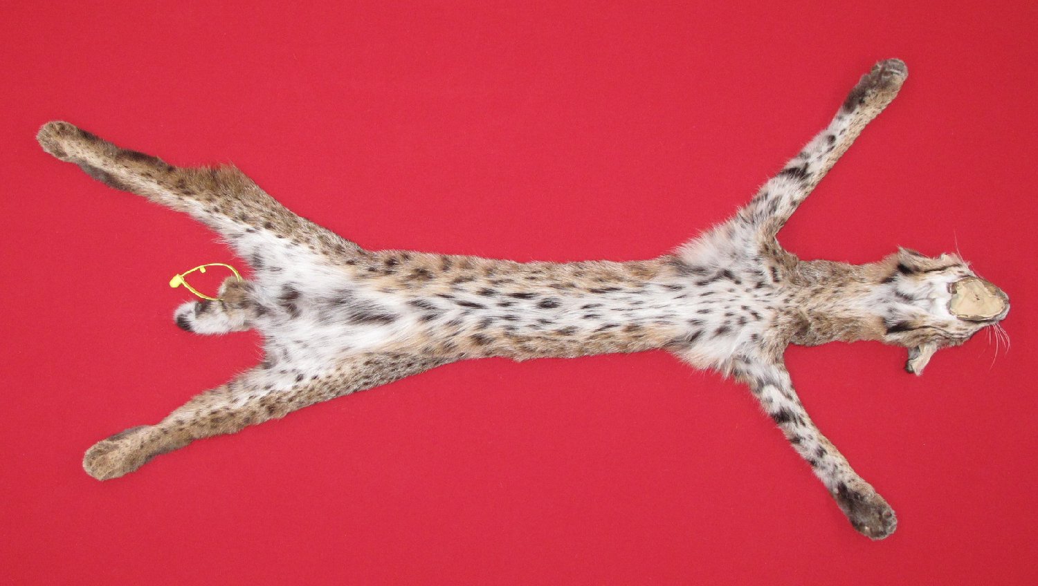 Thumbnail of this picture