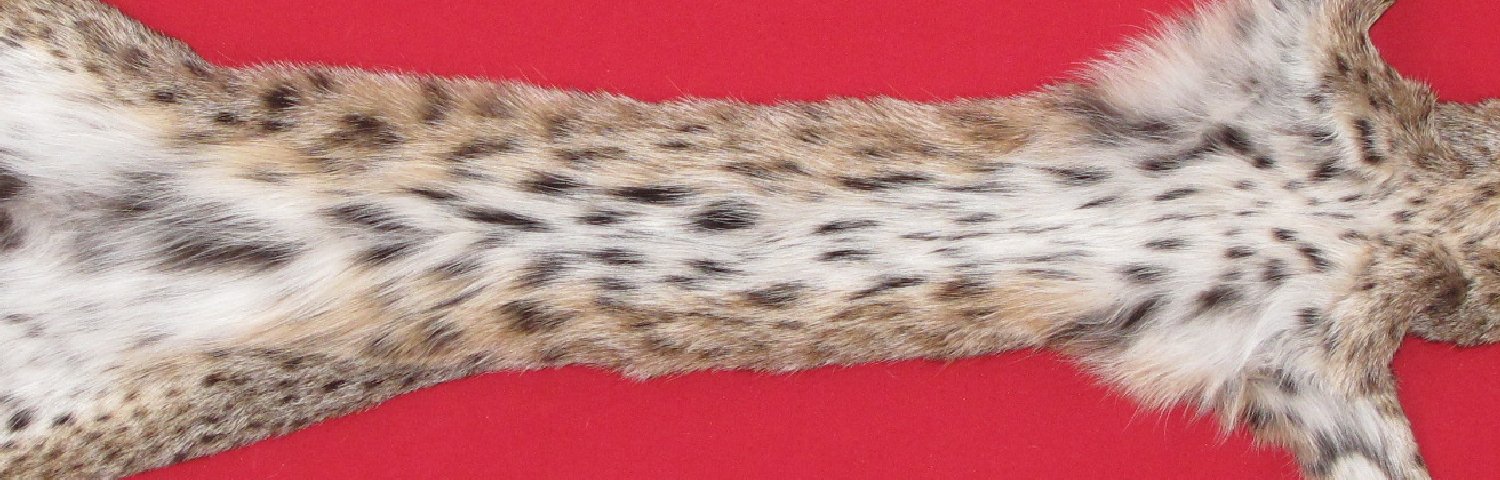 Thumbnail of this picture