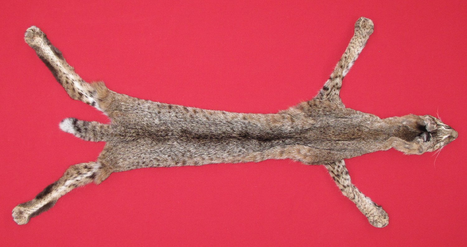 Thumbnail of this picture