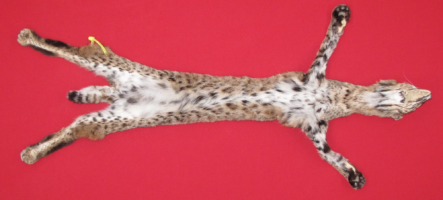 Thumbnail of this picture