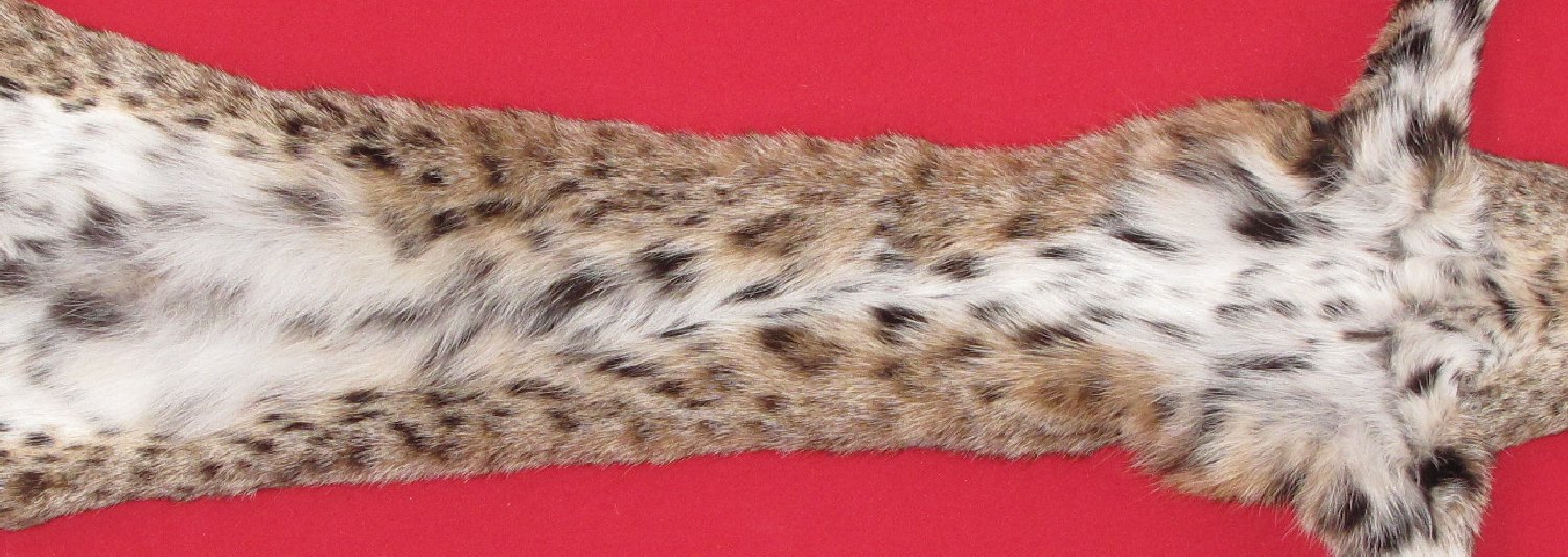 Thumbnail of this picture