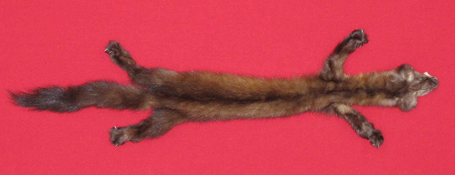 Thumbnail of this picture