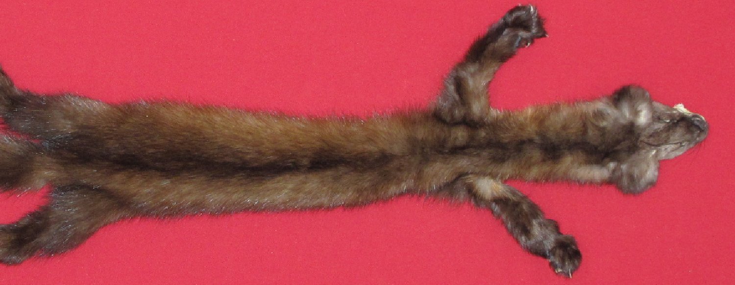 Thumbnail of this picture