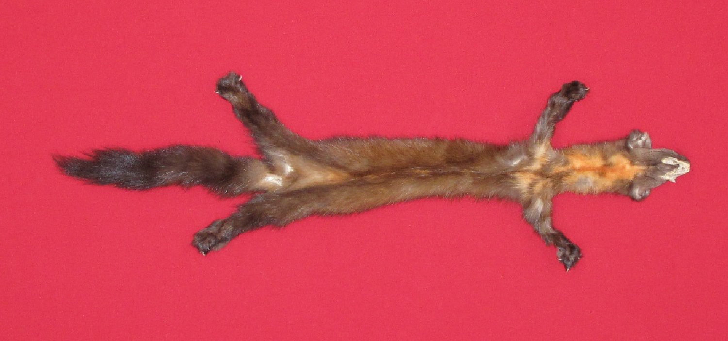 Thumbnail of this picture