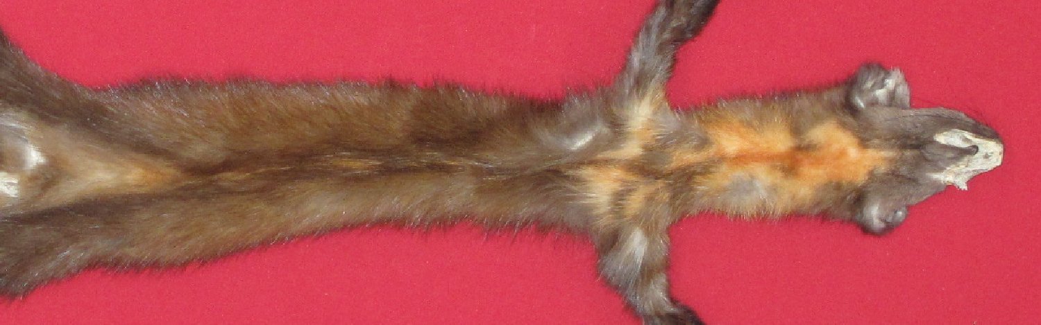 Thumbnail of this picture