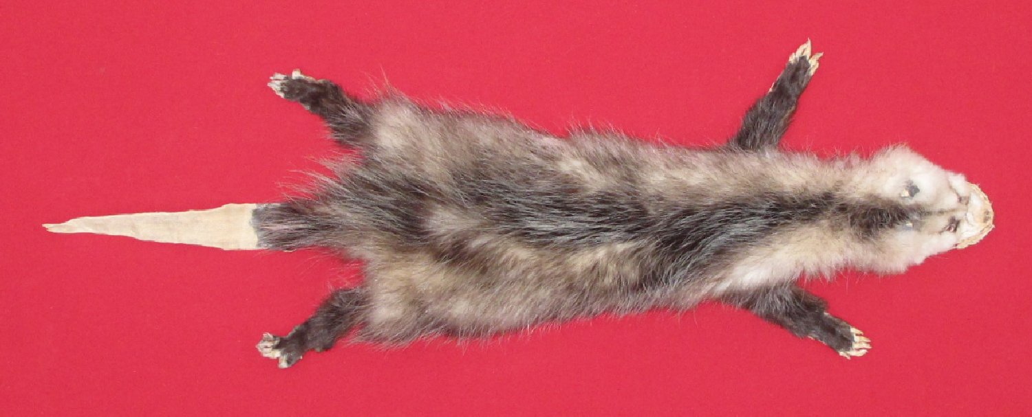 Thumbnail of this picture