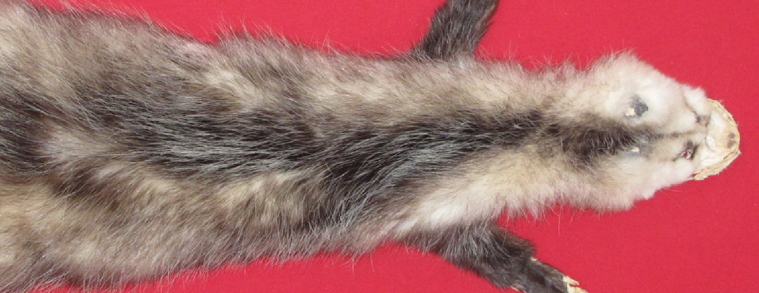 Thumbnail of this picture