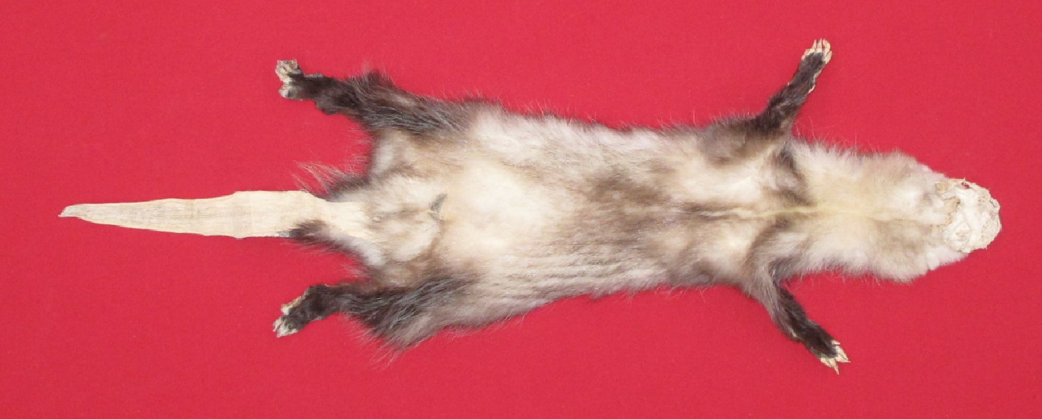 Thumbnail of this picture