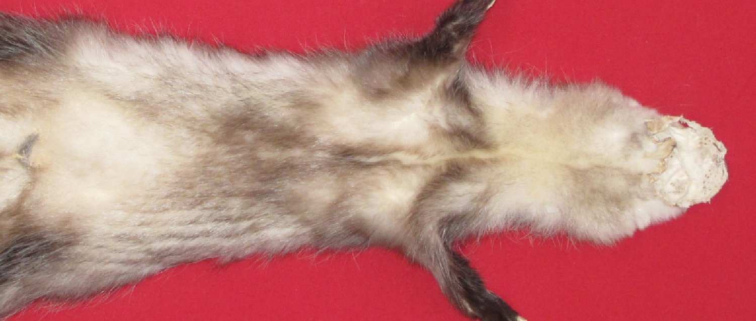 Thumbnail of this picture