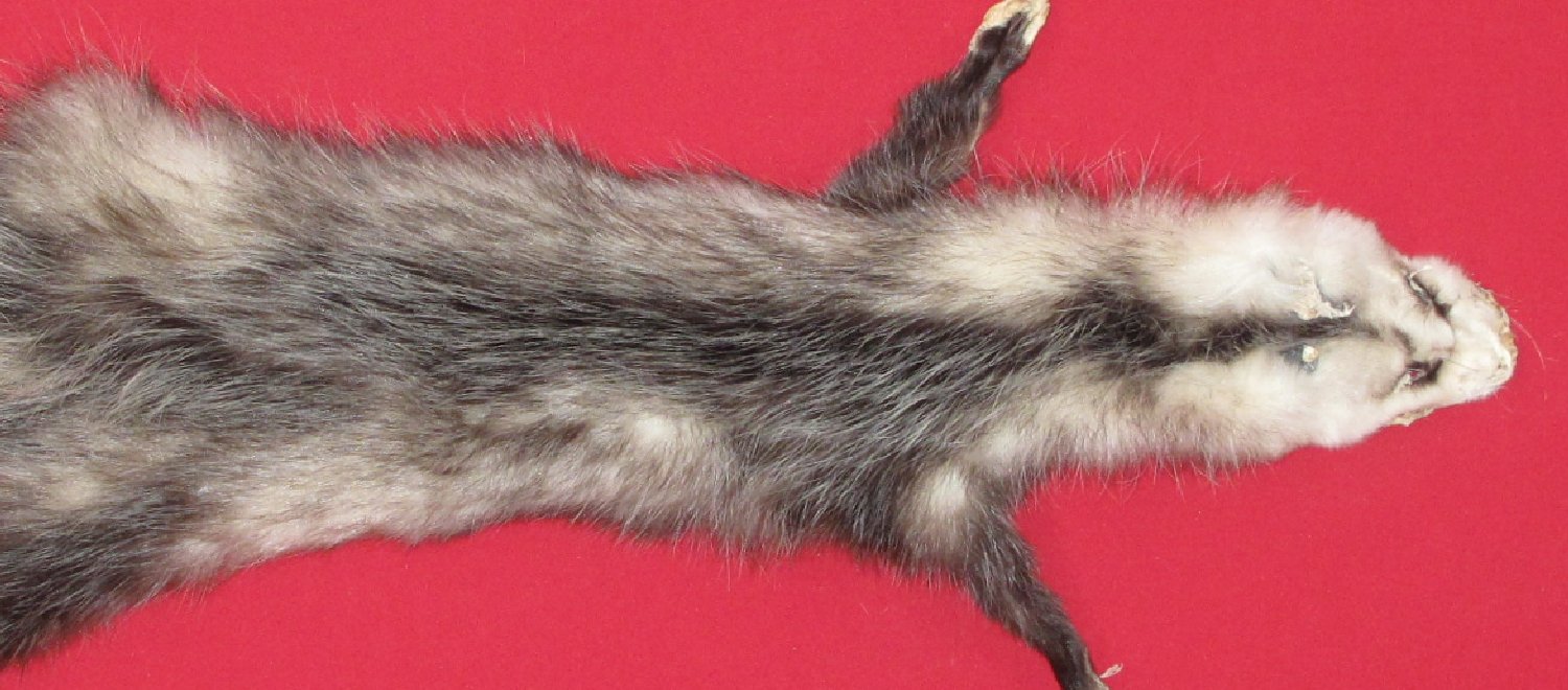 Thumbnail of this picture