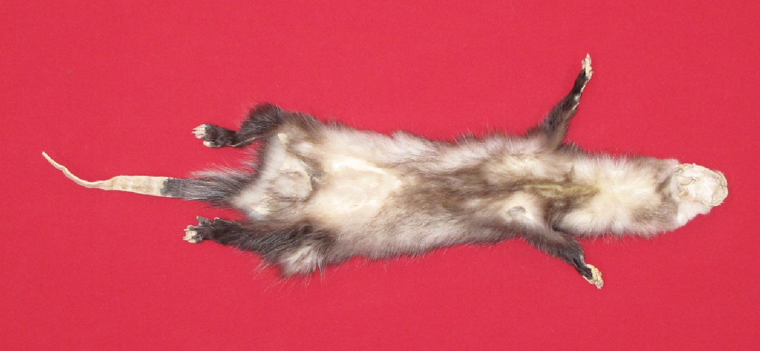 Thumbnail of this picture