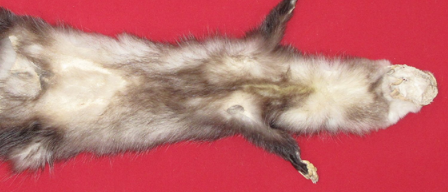 Thumbnail of this picture