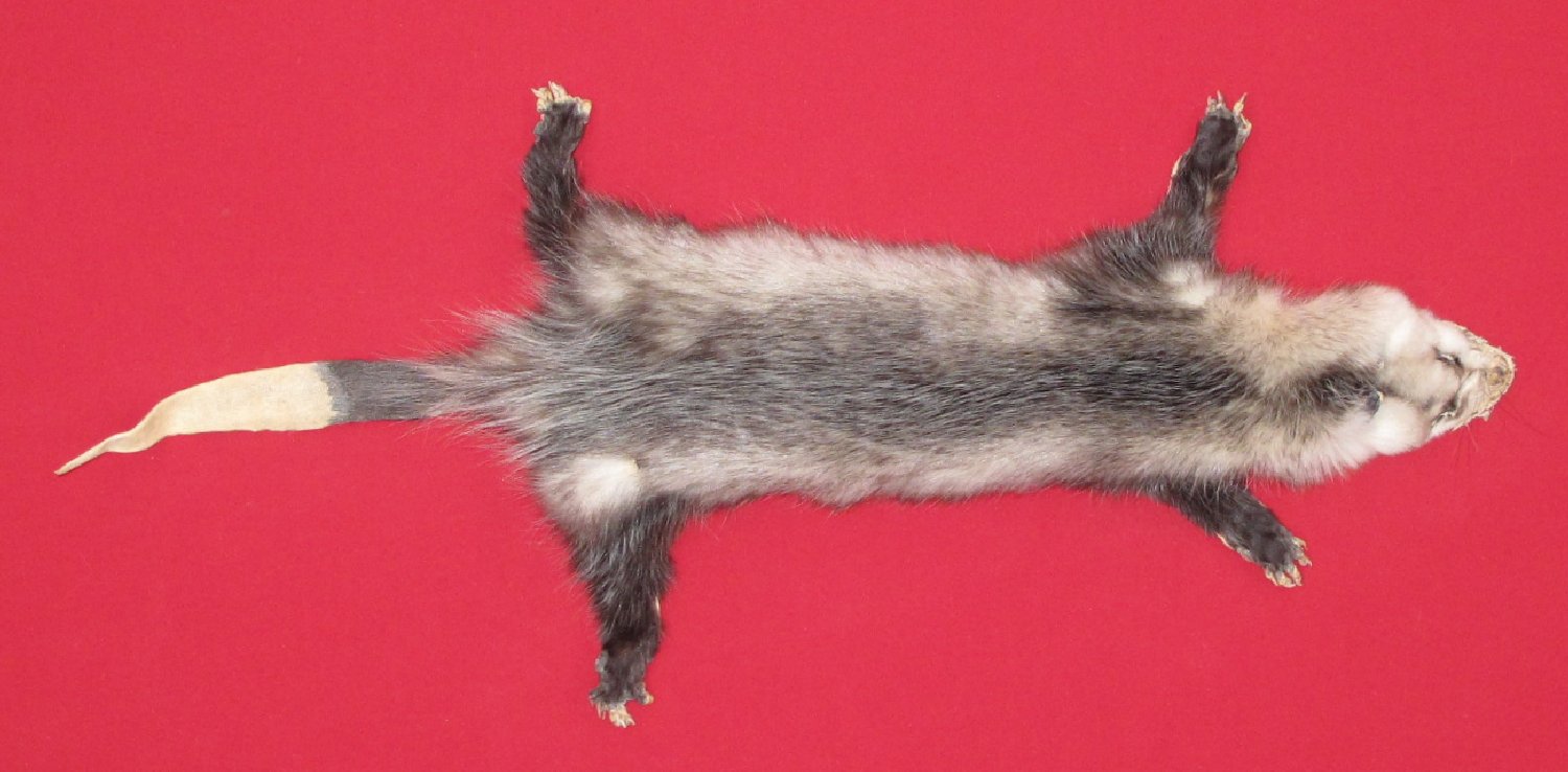 Thumbnail of this picture