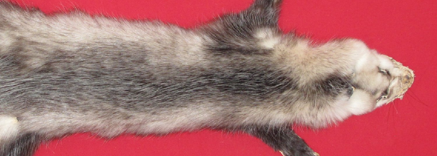 Thumbnail of this picture