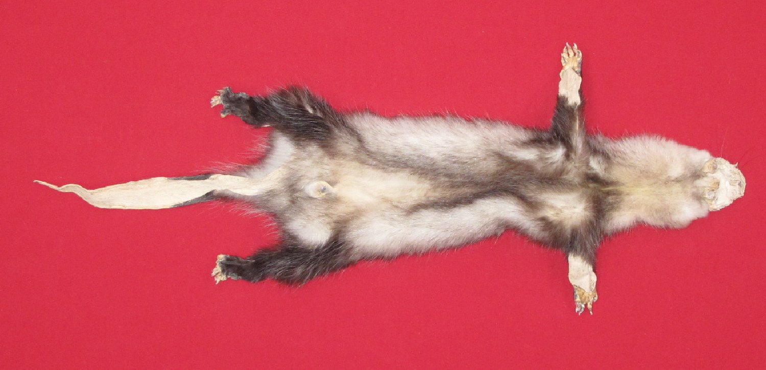 Thumbnail of this picture