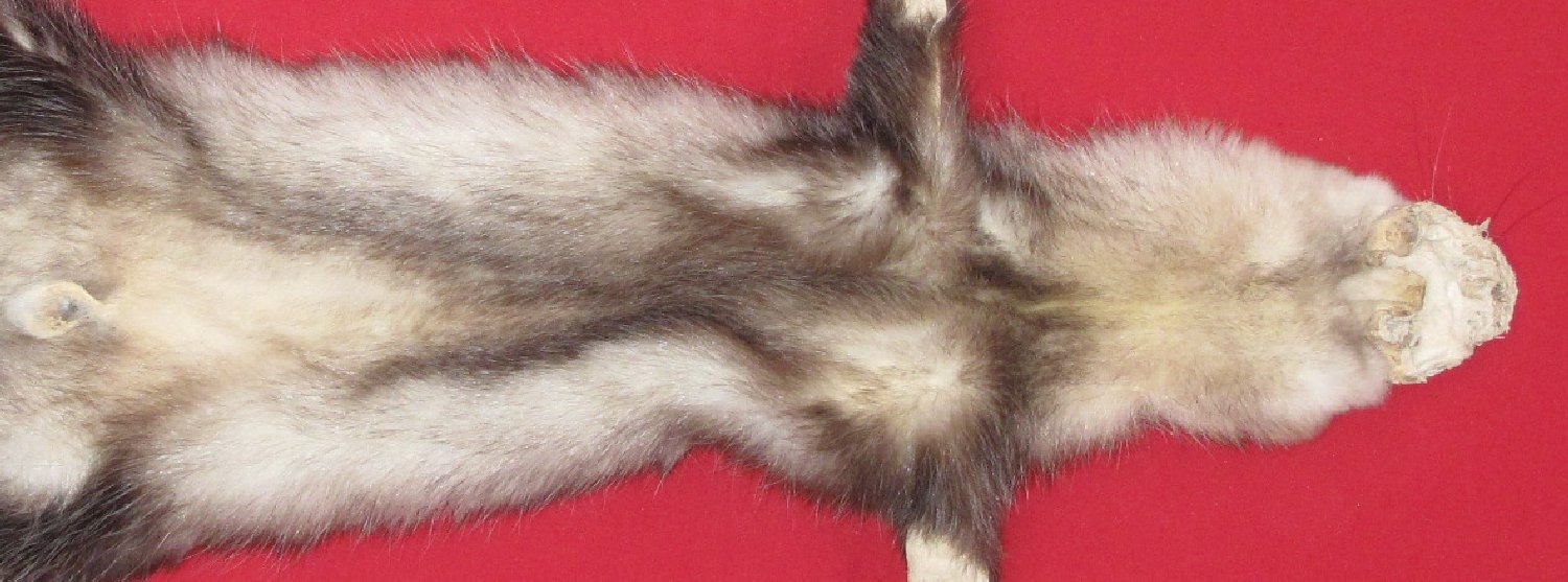 Thumbnail of this picture