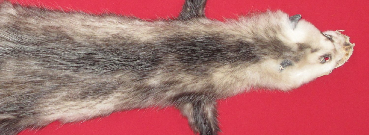 Thumbnail of this picture