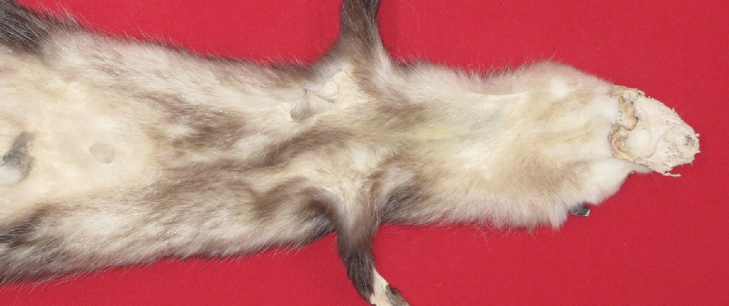 Thumbnail of this picture