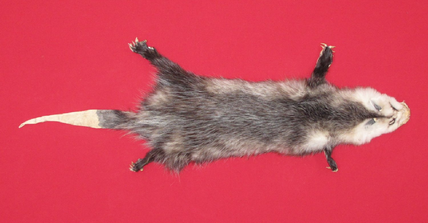 Thumbnail of this picture