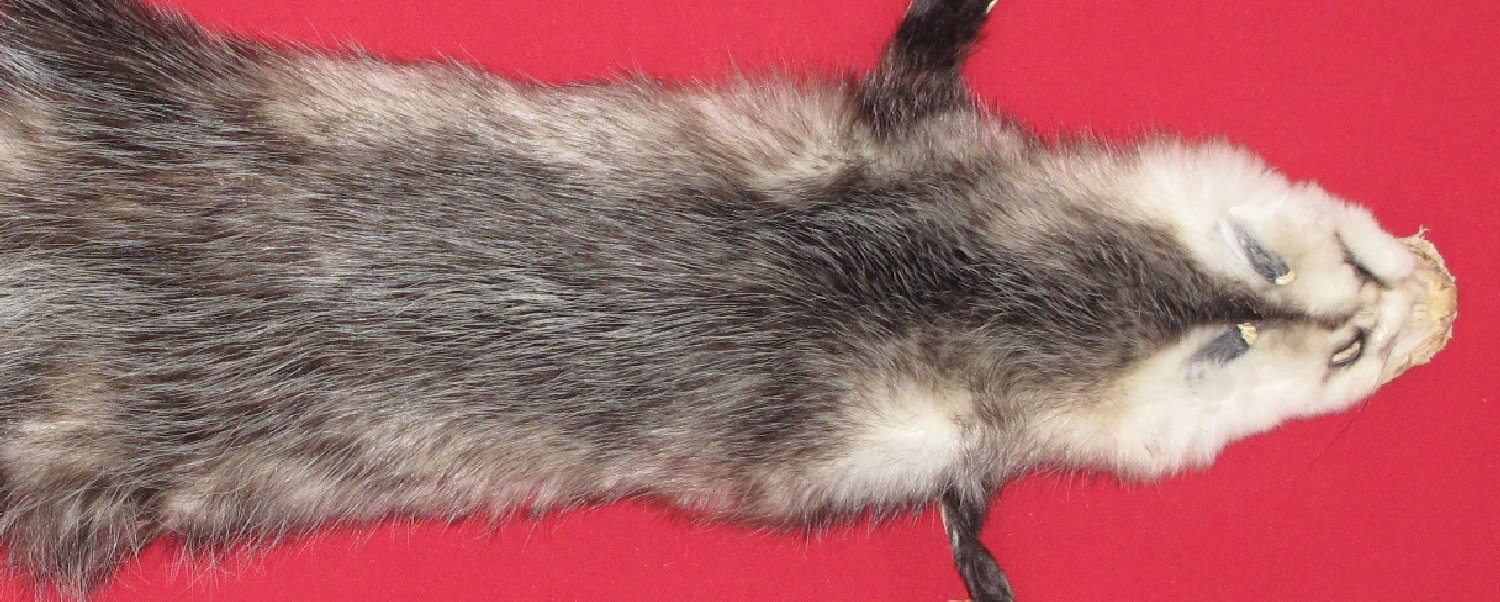 Thumbnail of this picture