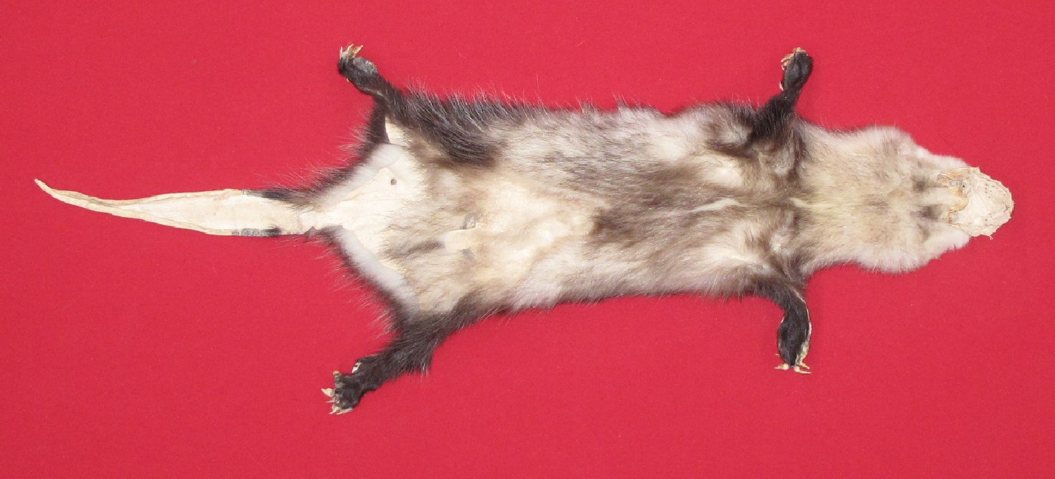 Thumbnail of this picture