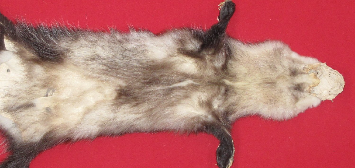 Thumbnail of this picture