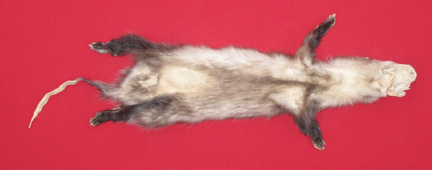 Thumbnail of this picture