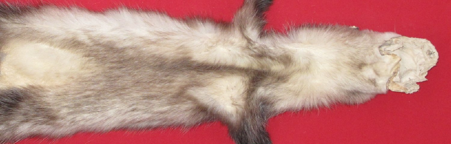 Thumbnail of this picture