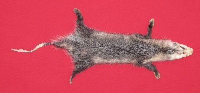 Picture of this lot Tanned Taxidermy Opossum Hides, Furs, Pelts, Skins
